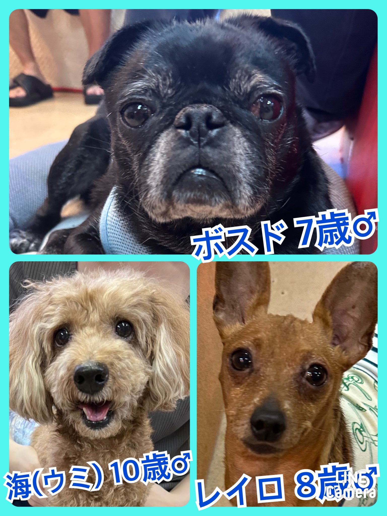 🐾今日の里親様募集中ワンコ🐶メンバーです🐾2023,10,2【保護犬カフェ天神橋店】